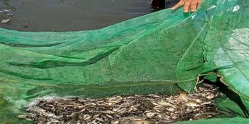 جهاز حماية وتنمية البحيرات والثروة السمكية يواصل تنفيذ خطة دعم وتنمية المخزون السمكي