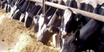 “الزراعة” تستعرض تقريرًا حول جهودها للنهوض بالثروة الحيوانية وتنميتها ودعم المربين