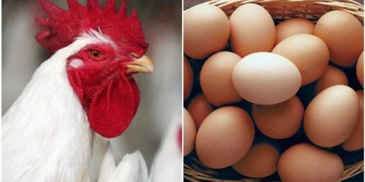 أسعار الدواجن والبيض في مصر اليوم الأحد