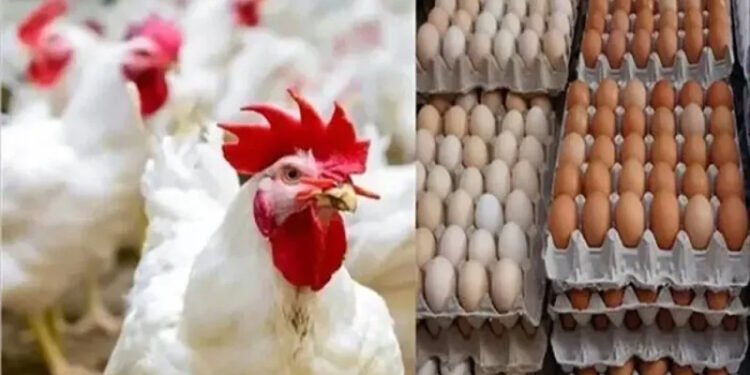 أسعار الدواجن والبيض في مصر اليوم السبت