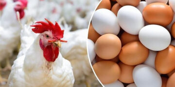 أسعار الدواجن والبيض في مصر اليوم السبت