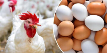 أسعار الدواجن والبيض في مصر اليوم الاربعاء