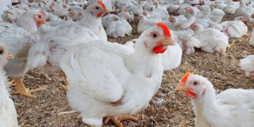 أسعار الدواجن والبيض في مصر اليوم الاربعاء