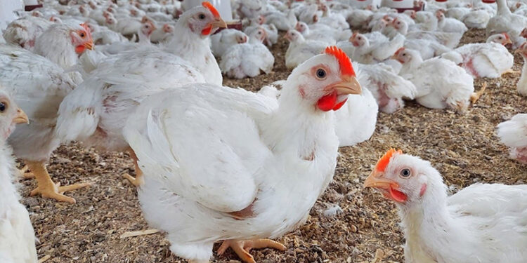 أسعار الدواجن والبيض في مصر اليوم الاربعاء