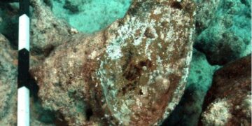 الكشف عن شواهد أثرية تؤكد وجود ميناء قديم مغمور بالمياه في منطقة معبد تابوزيريس ماجنا بالإسكندرية