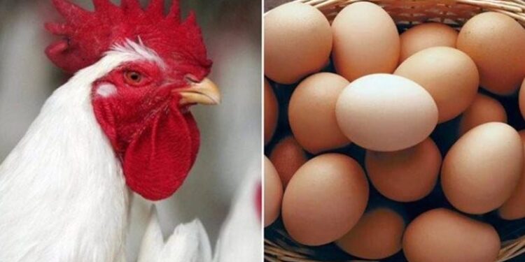 أسعار الدواجن والبيض في مصر اليوم الأحد