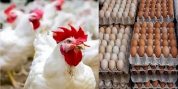 أسعار الدواجن والبيض في مصر اليوم الجمعة