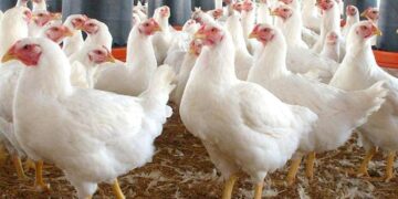 أسعار الدواجن والبيض في مصر اليوم الثلاثاء