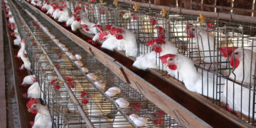 أسعار الدواجن والبيض في مصر اليوم الاربعاء