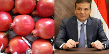 وزير الزراعة يعلن رسميًا فتح السوق الفنزويلي أمام صادرات مصر من الرمان الطازج