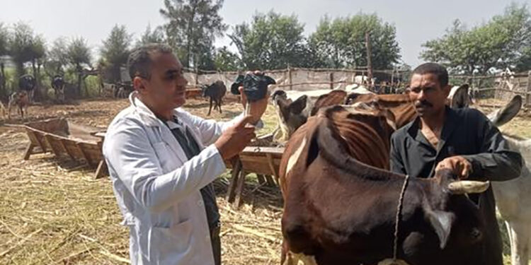 “الزراعة” تطلق الحملة القومية لتحصين الماشية ضد الحمى القلاعية والوادي المتصدع لحماية الثروة الحيوانية