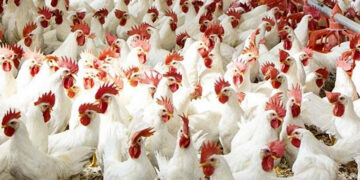 أسعار الدواجن والبيض في مصر اليوم الأحد