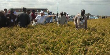 وفود منتدى الأرز الأفريقي تتفقد محطة سخا للاطلاع على أحدث تقنيات زراعة الأرز