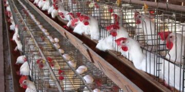 أسعار الدواجن والبيض في مصر اليوم الخميس