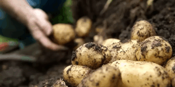 الزراعة تنتهي من فحص تقاوي البطاطس لـ “العروة الشتوية التصديرية” بالكامل.. بكمية تتجاوز 320 ألف طن