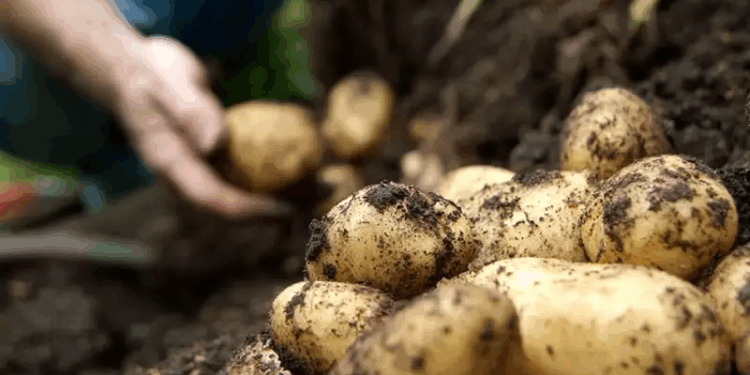 الزراعة تنتهي من فحص تقاوي البطاطس لـ “العروة الشتوية التصديرية” بالكامل.. بكمية تتجاوز 320 ألف طن