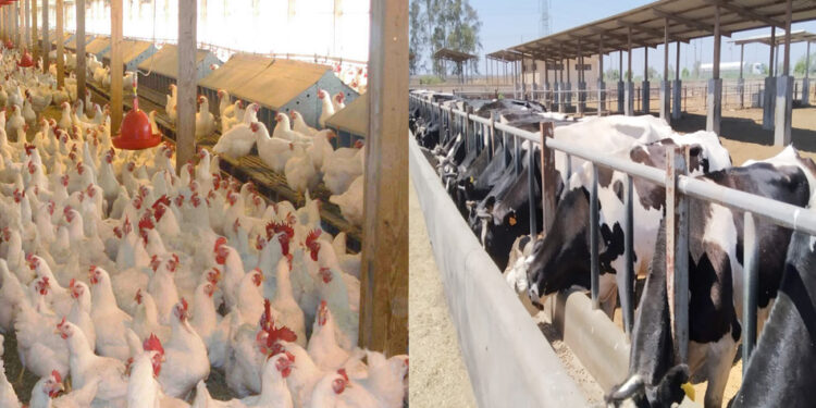 “الزراعة” تصدر 429 ترخيص تشغيل لأنشطة الإنتاج الحيواني والداجني