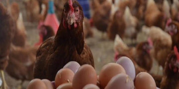 أسعار الدواجن والبيض في مصر اليوم الثلاثاء