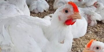 أسعار الدواجن والبيض في مصر اليوم السبت