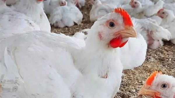 أسعار الدواجن والبيض في مصر اليوم السبت