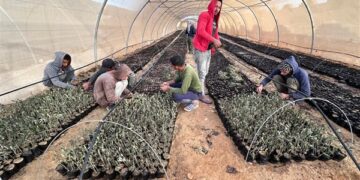 “الزراعة” تحتفل باليوم العالمي لشجرة الزيتون