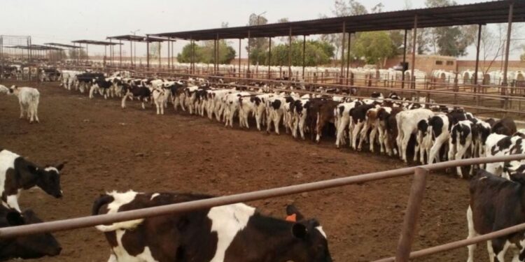 “الزراعة”: المشروع القومي لإحياء البتلو ساهم في تحقيق طفرة في إنتاج مصر من اللحوم والألبان