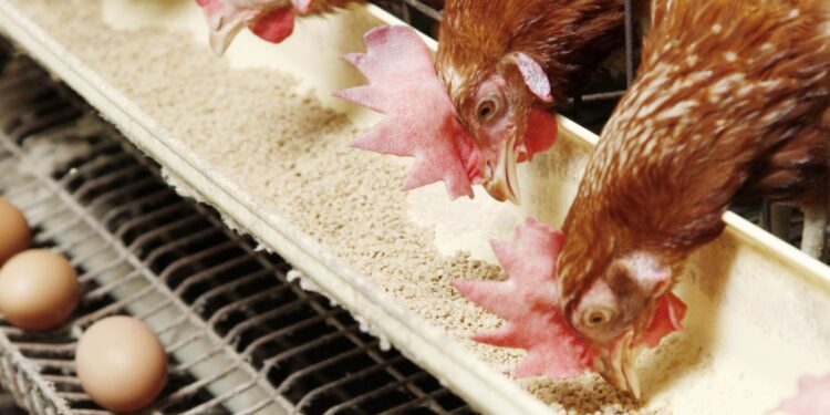 أسعار الدواجن والبيض في مصر اليوم السبت