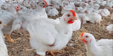 أسعار الدواجن والبيض في مصر اليوم الأحد