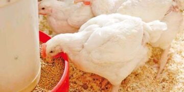 أسعار الدواجن والبيض في مصر اليوم الاربعاء