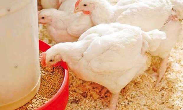 أسعار الدواجن والبيض في مصر اليوم الاربعاء