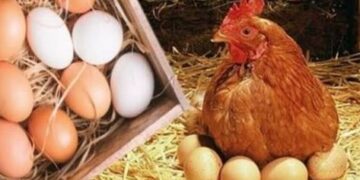 أسعار الدواجن والبيض في مصر اليوم الاربعاء