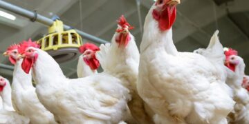 أسعار الدواجن والبيض في مصر اليوم الإثنين