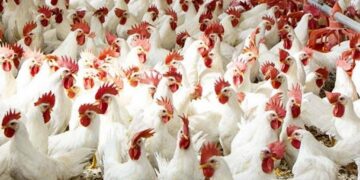 أسعار الدواجن والبيض في مصر اليوم السبت