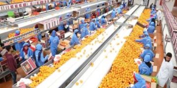 الزراعة: الصادرات الزراعية المصرية حققت 8.8 مليون طن حتى الآن بزيادة 750 ألف طن