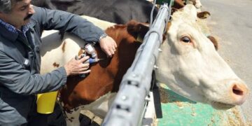 الحمى القلاعية محدودة في لبنان واللحوم المتداولة بالأسواق «آمنة»