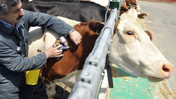 الحمى القلاعية محدودة في لبنان واللحوم المتداولة بالأسواق «آمنة»