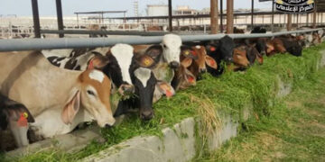 مجلس الوزراء يوضح حقيقة نفوق 500 رأس ماشية بمحافظة المنوفية