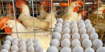 أسعار الدواجن والبيض في مصر اليوم السبت