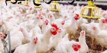 أسعار الدواجن والبيض في مصر اليوم السبت