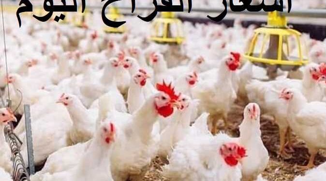 أسعار الدواجن والبيض في مصر اليوم السبت