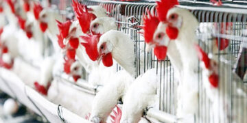 أسعار الدواجن والبيض في مصر اليوم الإثنين