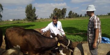 “الزراعة” تعلن تحصين الماشية بأكثر من 8.1 مليون جرعة للقاحي الحمى القلاعية والوادي المتصدع