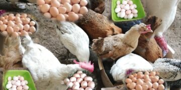 أسعار الدواجن والبيض في مصر اليوم الخميس