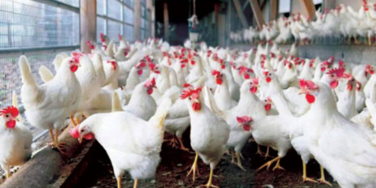 أسعار الدواجن والبيض في مصر اليوم الثلاثاء