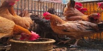 أسعار الدواجن والبيض في مصر اليوم الأحد