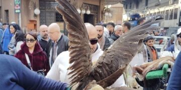 البيئة تشن حملة تفتيشية مكبرة وتضبط طيور وحيوانات برية محظور تداولها بسوق ديانا بالأزبكية