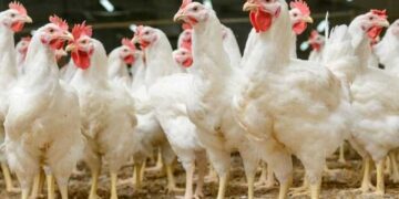 أسعار الدواجن والبيض في مصر اليوم الإثنين