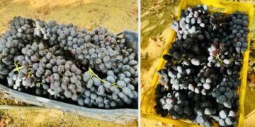 الحجر الزراعى: تصدير 191 ألف طن عنب خلال عام 2025