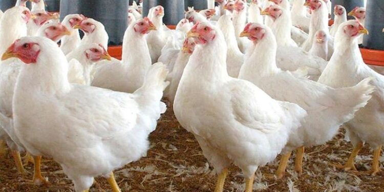 أسعار الدواجن والبيض في مصر اليوم الجمعة
