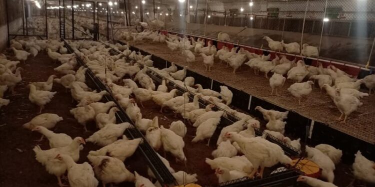 بشهادات عالمية.. منظومة الدواجن المصرية تحقق الريادة في الأمان الحيوي ودقة التشخيص